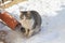 A stray brown cat sits in the snow and freezes in the winter