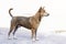 Stray brown dog with a wound on his body. Standing on the cement floor In the sun