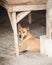 Stray Brown Mongrel Dog Sheltering in Construction Site