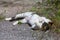 Stray calico cat enjoying a sunbath