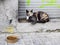 Stray calico cat and its food bowl