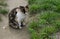 Stray calico cat sits near the green grass in city park.