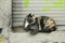 Stray calico cat on the street