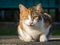 Stray calico tabby cat eating with kibble near paw