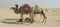 Stray Camels In The Saudi Arabian Desert