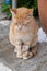 Stray cat. Abandoned ginger breed kitty. Vertical photo