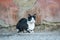 Stray cat. Black and white homeless cat outdoors