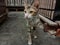 A stray cat with the color of a bobcat, walking in the barn area