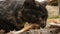 Stray cat feeding outdoors - close-up