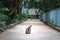 Stray cat in a garden, downtown in Hong Kong, animal