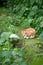 Stray cat in a garden, downtown in Hong Kong, animal