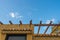 Stray cat is gazing, climbed on a wooden pergola.