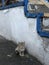 A stray cat hides next to an old staircase