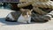 A stray cat lies next to the mooring bollard and the ship s chain.