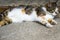 Stray cat lying in the cement floor