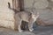 Stray cat lying down on paving stones