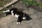 Stray cat lying and dozing outdoors.