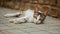 Stray cat lying on the ground, head slightly up, curious looking into camera, mesmerising eyes