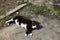 Stray cat lying lazily and dozing on a dirty asphalt in city.