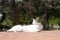 Stray cat lying sunbathing in a Madrid park