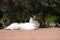 Stray cat lying sunbathing in a Madrid park