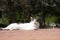 Stray cat lying sunbathing in a Madrid park