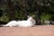 Stray cat lying sunbathing in a Madrid park