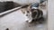 Stray Cat Meows Pitifully at Camera Sitting on a Dirty Floor in Africa, Zanzibar