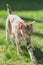 Stray cat reddish-beige color on the background of green grass. Stray animals.