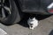 A stray cat sits on asphalt under a car as a shelter.