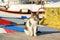 A stray cat sitting and licking on the background of white fishing boats. Homeless cat is in the sea port