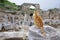 Stray cat sitting on the rock with roman ancient ruins background