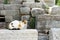 Stray cat sitting on the rock with roman ancient ruins background