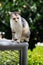 Stray cat sitting sitting still on a metal railing