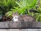 Stray cat sitting on a wall against greenery