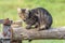 Stray cat sitting on a wooden fence in the village