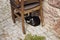 Stray cat sleeps under a chair outside.