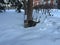 Stray cat in a snowdrift stands in winter