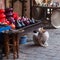 Stray cat in the souks of Marrakesh