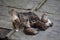 A stray cat with three kittens