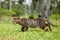 Stray Cat Walking in Long Grass