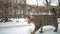 Stray cat walking on streets of old city Odessa at winter and looking for food.