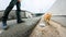 Stray cats in Ainoshima Island, Known as Cat Heaven Island, Kyushu, Japan