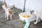 Stray cats begging for food. problem of stray animals, the concept of a shelter for stray cats. Stray kittens ask for food