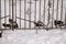 Stray cats behind fence in winter