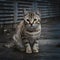 Stray cats captivating portrait showcases its unique beauty