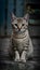 Stray cats captivating portrait showcases its unique beauty