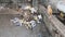 Stray Cats Eat Rotten Food from Dirty Dumpster, Poor Africa, Stone Town Zanzibar