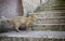 Stray cats eating on the street