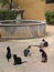 Stray cats and a fountain